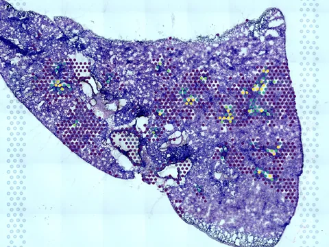 Mouse lung preview