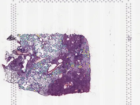 Mouse lung preview