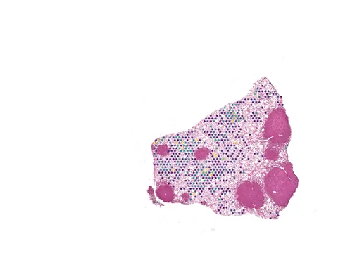Mouse lung preview