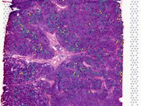 Dog lymph node preview
