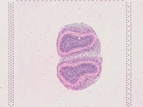 Mouse olfactory bulb preview