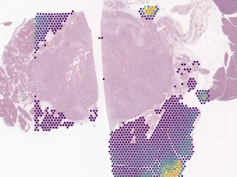 Mouse pancreas preview
