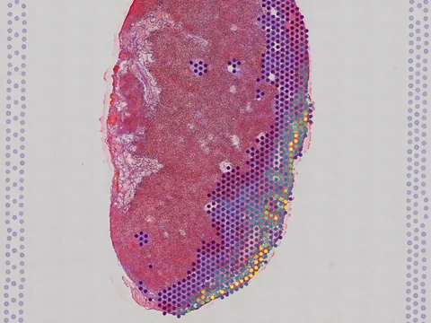 Mouse placenta preview