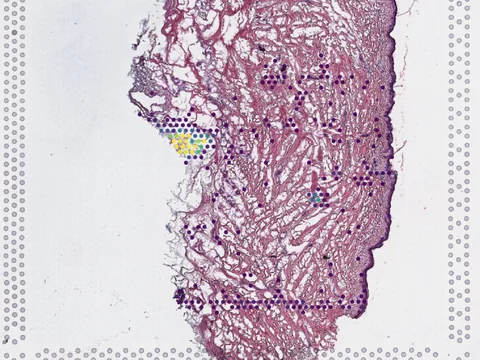 Human skin of body preview