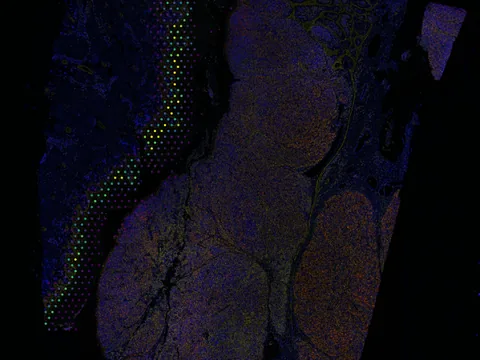 Human skin of body preview