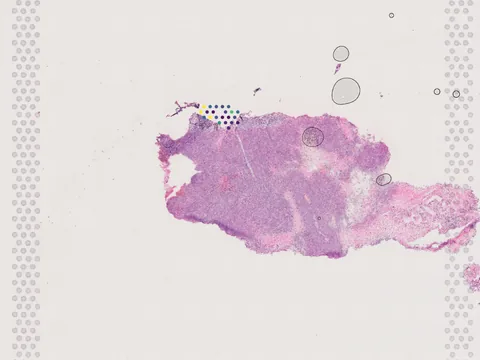 Mouse skin of body preview