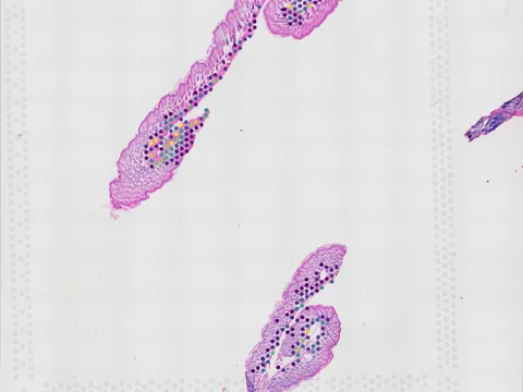 Mouse skin of body preview