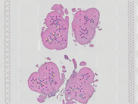 Mouse spinal cord preview