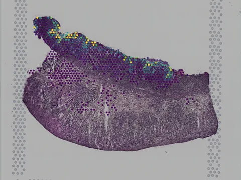 Mouse stomach preview