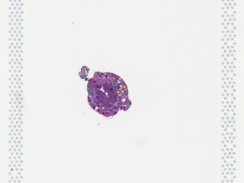 Mouse uterus preview