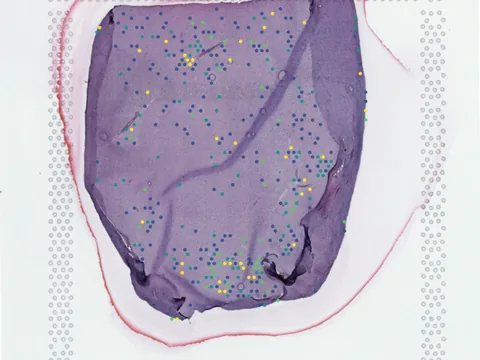 Human white matter preview